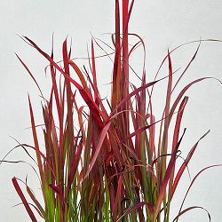 ベニチガヤ(紅チガヤ・レッドバロン)3.5号ロングポット