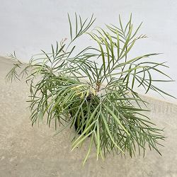 グレビレア：バンクシーアルバ 6号鉢植え