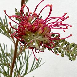 グレビレア：ラナマリー6号鉢植え