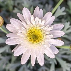 マーガレット：スノーフレア5号鉢植え