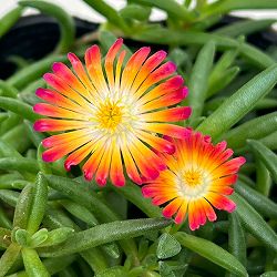 マツバギク：おひさま花火 リド マゼンタオレンジホワイト3号ポット