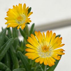 マツバギク：おひさま花火 リド イエローアイ3号ポット
