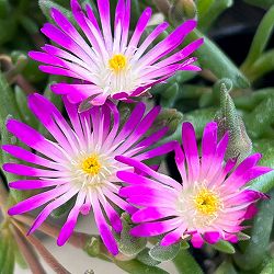 マツバギク：おひさま花火 リド マゼンタホワイトアイ3号ポット