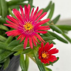 マツバギク：おひさま花火 リド オレンジピンクアイ3号ポット