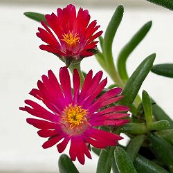 マツバギク：おひさま花火 リド マゼンタ3号ポット