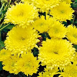バリエッタマム（花付き菊苗）：ジーナス3.5号ポット