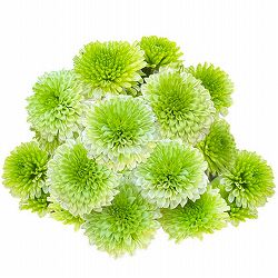 バリエッタマム（花付き菊苗）：ライムライト3.5号ポット
