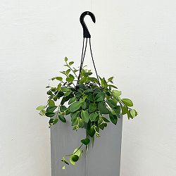エスキナンサス:モナリザ4.5号吊鉢植え