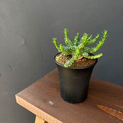 ユーフォルビア:ブレビラマ 実生株 2.5号鉢植え