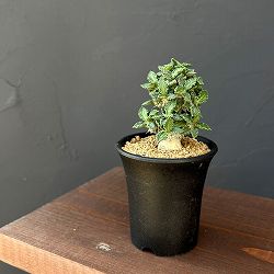 ユーフォルビア:トゥレアレンシス 2.5号鉢植え*