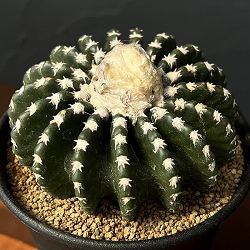 サボテン：ディスコカクタス　ホルスティ　3.5号鉢植え