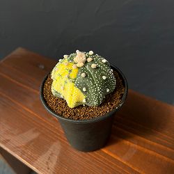 [ザ・ファームセレクト]アストロフィツム：兜丸錦（かぶとまるにしき）ヒトデ型　３号鉢植え25-02