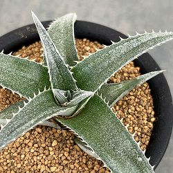 ディッキア：プラディフィラ　3号鉢植え