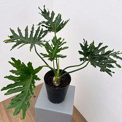 フィロデンドロン：ホープ6号鉢植え