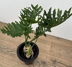 フィロデンドロン：ホープ　７号鉢植え*