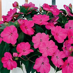 [26年4月上旬予約]インパチェンス：サンパティオ(R)ローズピンク3.5号ポット