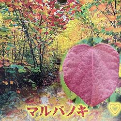 マルバノキ（丸葉の木）樹高40～50cm根巻きまたはルートバック入り