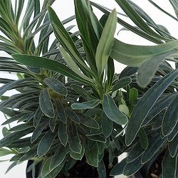 ユーフォルビア　レッドウイング3号ポット