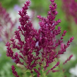 サルビア  シューレンバーグ3.5号ポット