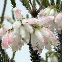 エリカ・セリンソイデス（ファイヤーヒース）：フローラルホワイト　4.5号鉢植え