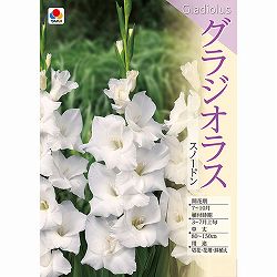 [26年3月中下旬予約]グラジオラス：スノードン 5球入り