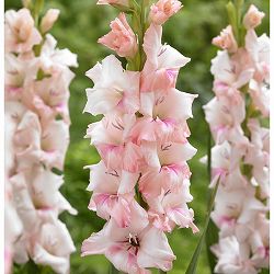 [26年3月中下旬予約]グラジオラス：アドレナリン 5球入り