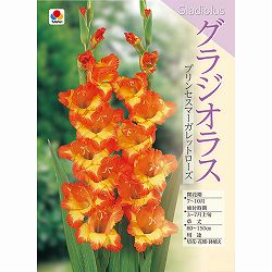 [26年3月中下旬予約]グラジオラス：プリンセスマーガレットローズ 5球入り