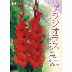 [26年3月中下旬予約]グラジオラス：マスカーニ 5球入り