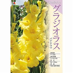 [26年3月中下旬予約]グラジオラス：バナナラマ 5球入り