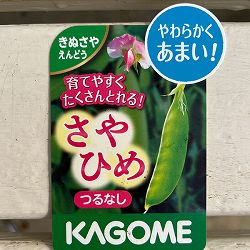 キヌサヤエンドウマメ：さやひめ3号ポット