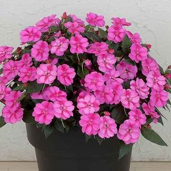 [26年5月中下旬予約]サンパチェンス(R)：パープルキャンディー3.5号ポット苗*