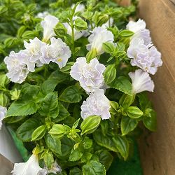 [26年5月中下旬予約]トレニア（八重咲き）：セレスティア・ライトブルー3.5号ポット