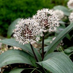 アリウム：カラタビエンセ  3球セット