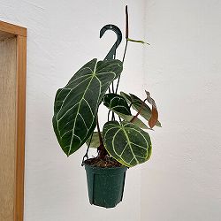 （わけあり特価）アンスリウム（原種）：クリスタリナムブラックフォーム　　4.5号吊り鉢