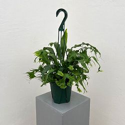 ミクロソリウム:プンクタツム(ドラゴンウィング) 5号吊鉢植え