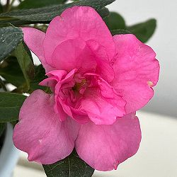 アザレア：ゆうか5号鉢植え