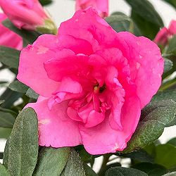 アザレア:ゆめか5号鉢植え