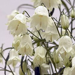 イワシャジン：八重咲ホワイト3.5号ポット