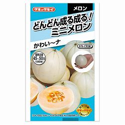 メロン：かわい～ナ[春まき タキイ 野菜タネ]