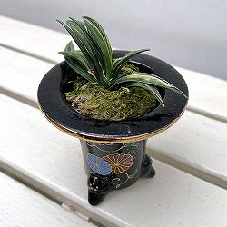 [ギフトに]オモト（万年青）：瑞泉（ずいせん）　3号錦鉢植え【現品販売259657】