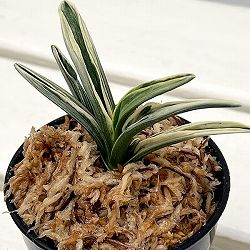オモト（万年青）：麟晃冠（りんこうかん）　2.5号鉢【現品販売259658】