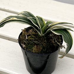 オモト（万年青）：聖華殿（せいかでん）　2.5号鉢【現品販売259659】