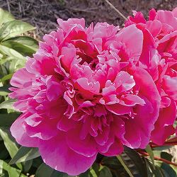 シャクヤク（芍薬）：レッドサラベルナール7号鉢植え