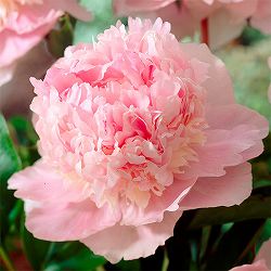 シャクヤク（芍薬）： エデンスパフューム7号鉢植え