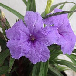 [26年3月中下旬予約]ルエリア3号ポット