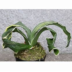 オモト（万年青）：月光丸(げっこうまる)直径7cm鉢【現品販売259696】