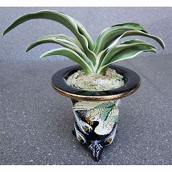 オモト（万年青）：新生殿(しんせいでん)　直径11cm錦鉢植え【現品販売259697】