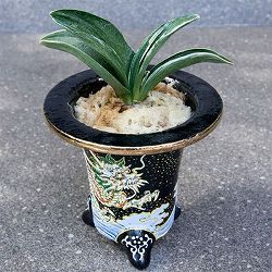 オモト（万年青）：お多福(おたふく)　3号錦鉢植え【現品販売259698】