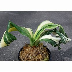 オモト（万年青）：仙寿の舞(せんじゅのまい)　直径6.5cm鉢【現品販売259700】