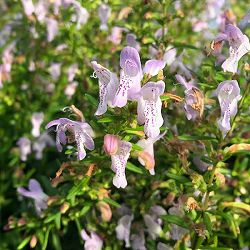 カラミンサ：ジョージアカラミンサ4.5号ポット